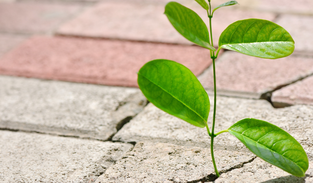 A small plant growing through a crack on a floor brick