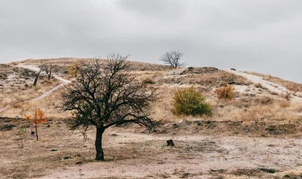 World Environment Day 2024: Ways To Restore Land