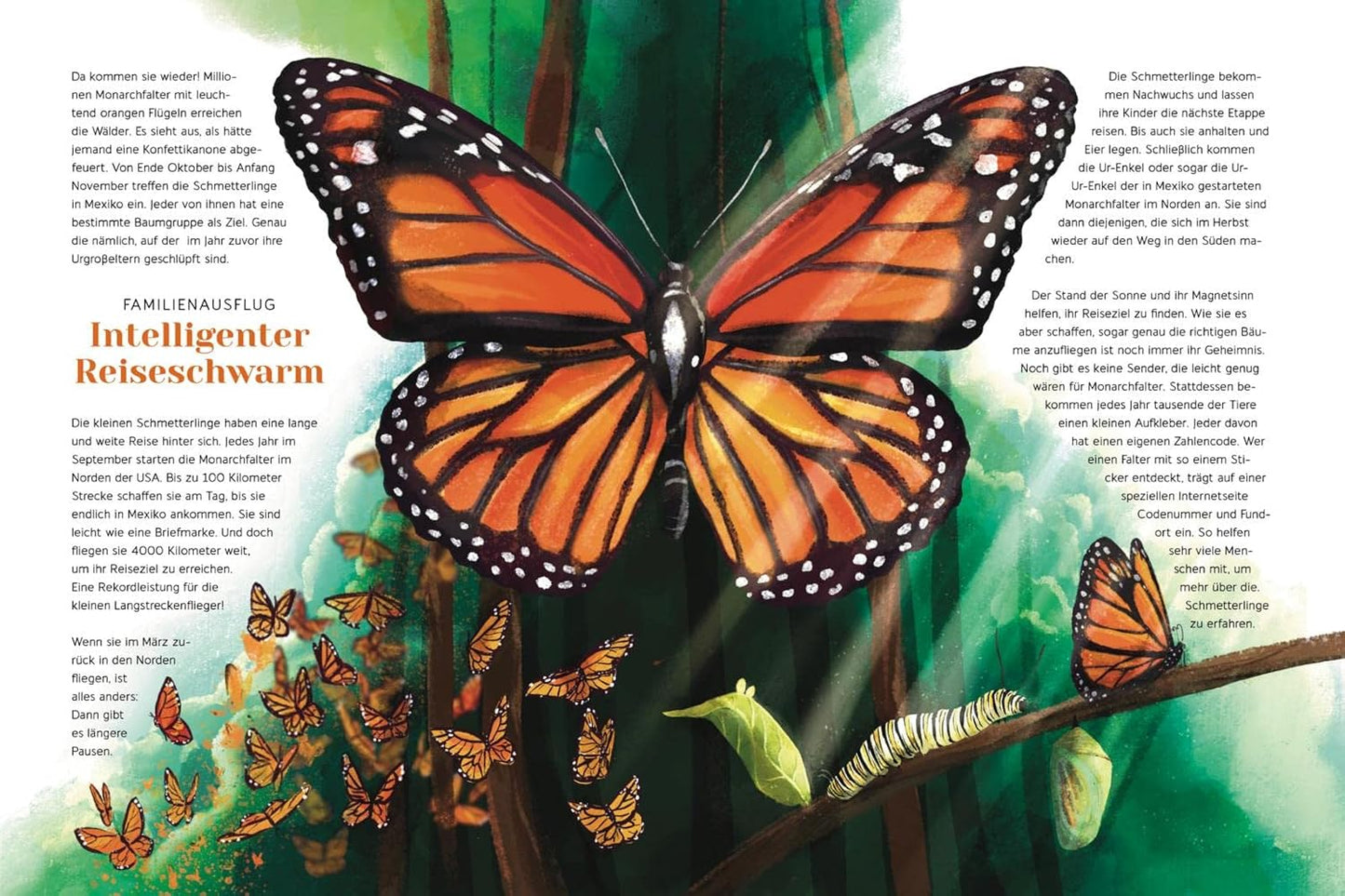 Illustration of a butterfly and caterpillars on a leaf with text in German.
