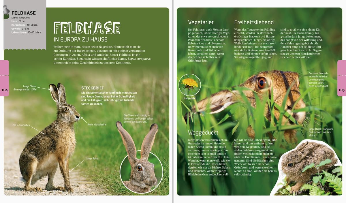 Brochure or magazine page with images of a hare and text about it, set against a green background.