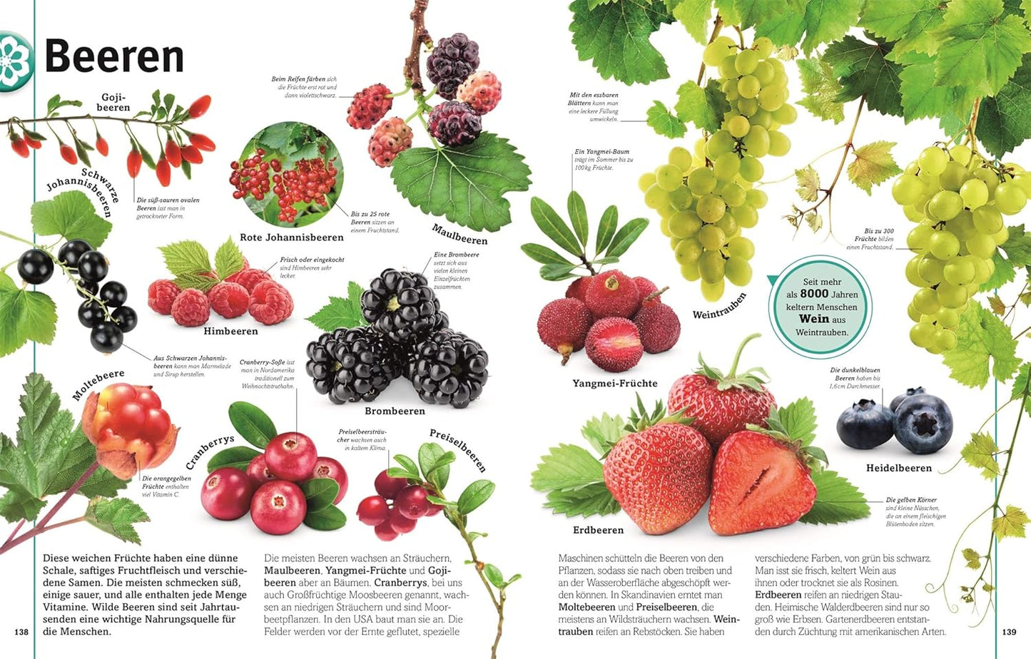 Illustration of various berries and fruits with labels in German