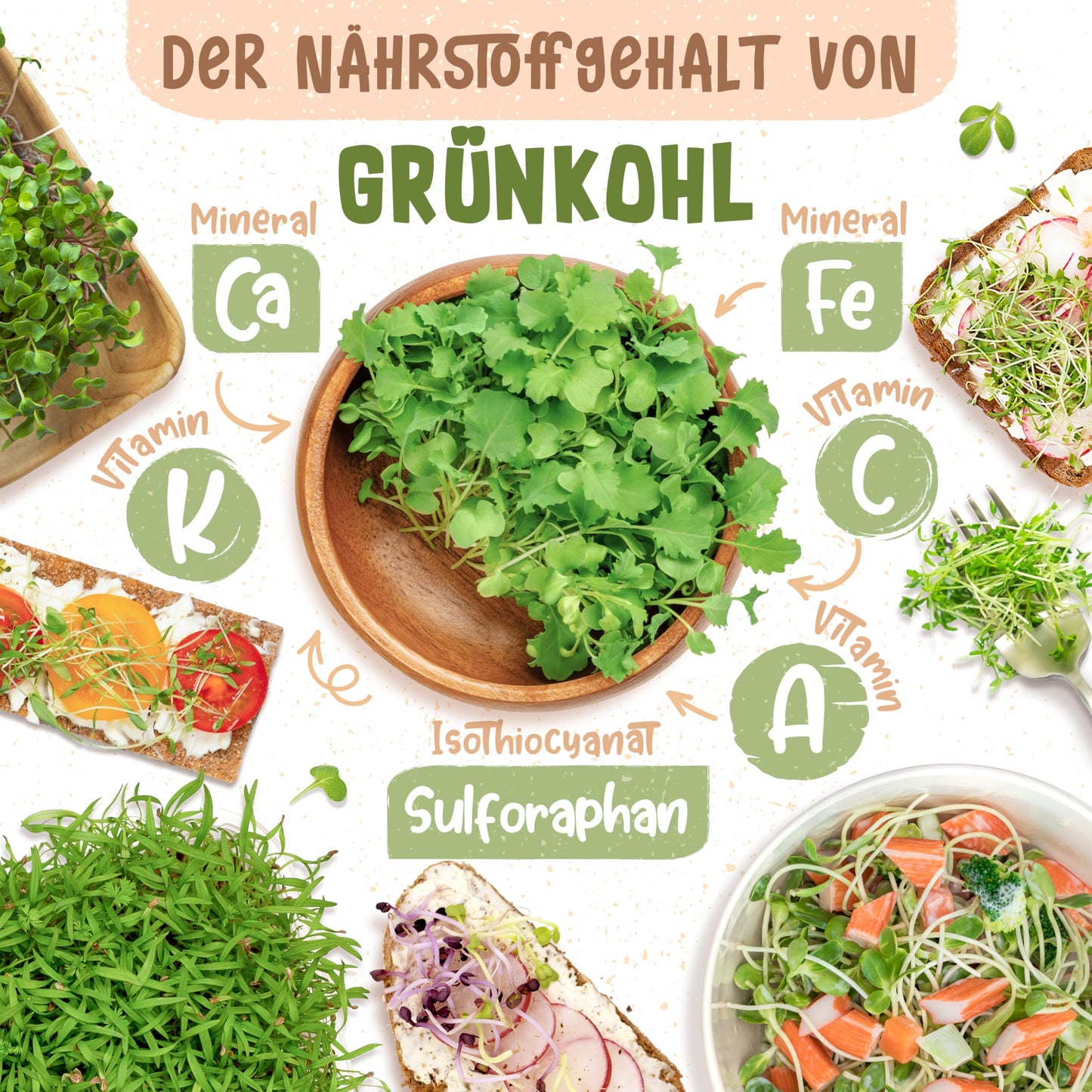 Nutrient-rich cabbage microgreens with vitamins and minerals shown around, ideal for salads, sandwiches, and healthy meals