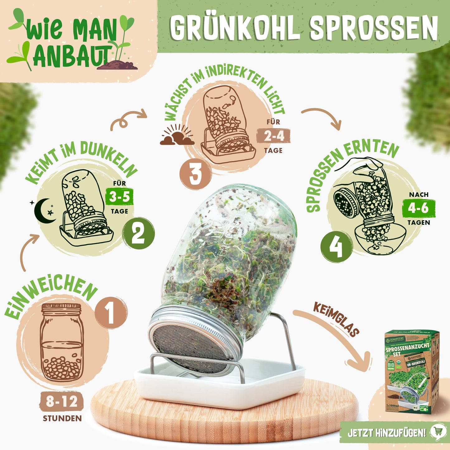 Step-by-step guide to growing kale sprouts with soaking, germination, light exposure, and harvesting in a sprouting jar