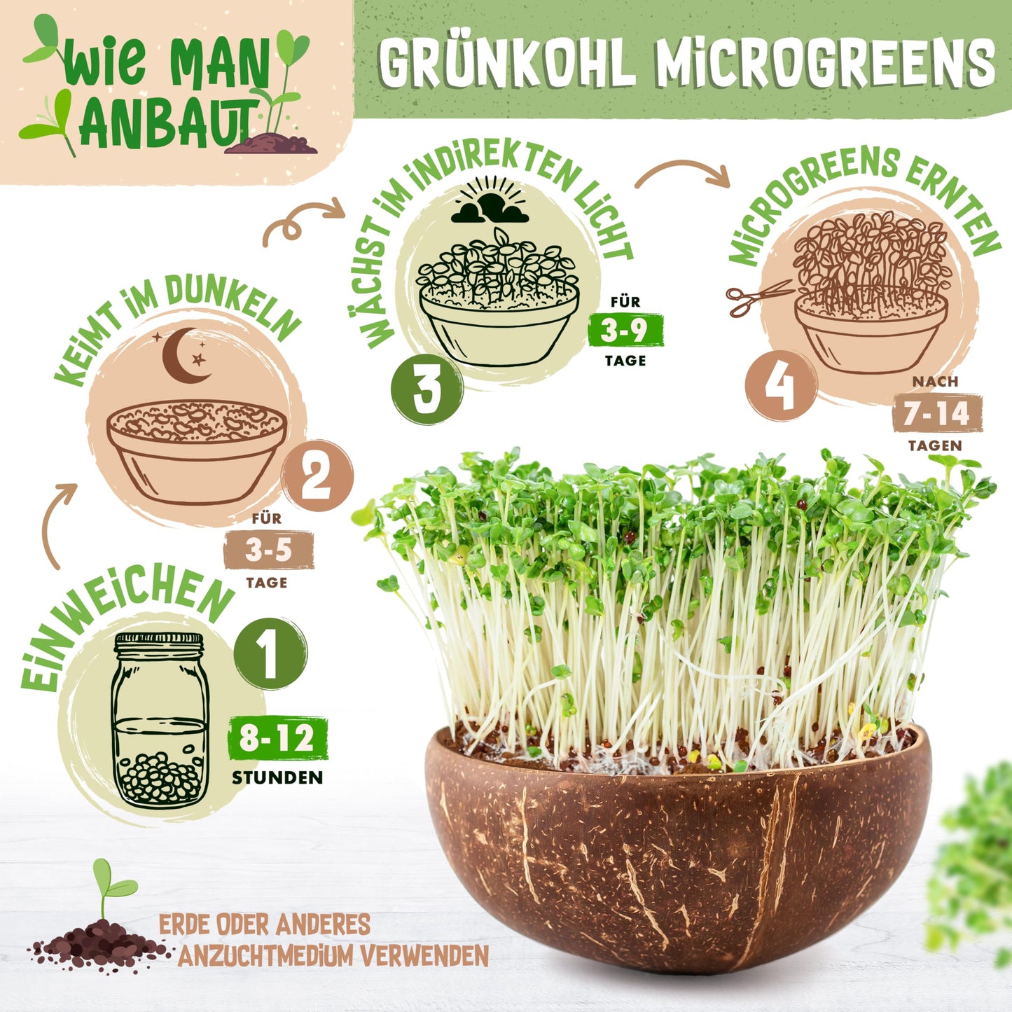 Growing cabbage microgreens: soak seeds, germinate in darkness, grow in indirect light, harvest in 7–14 days.