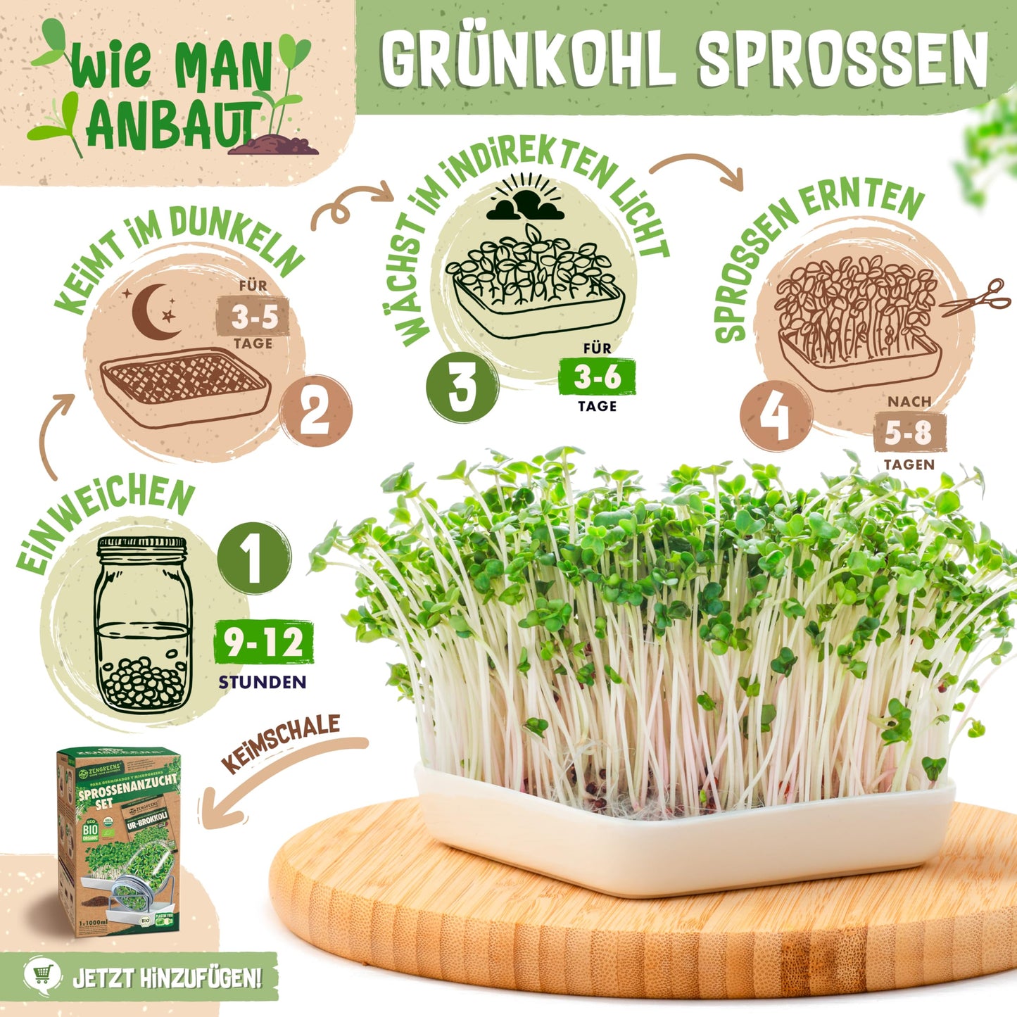 Growing kale sprouts: soak seeds, germinate in darkness, grow in indirect light, harvest after 5–8 days.