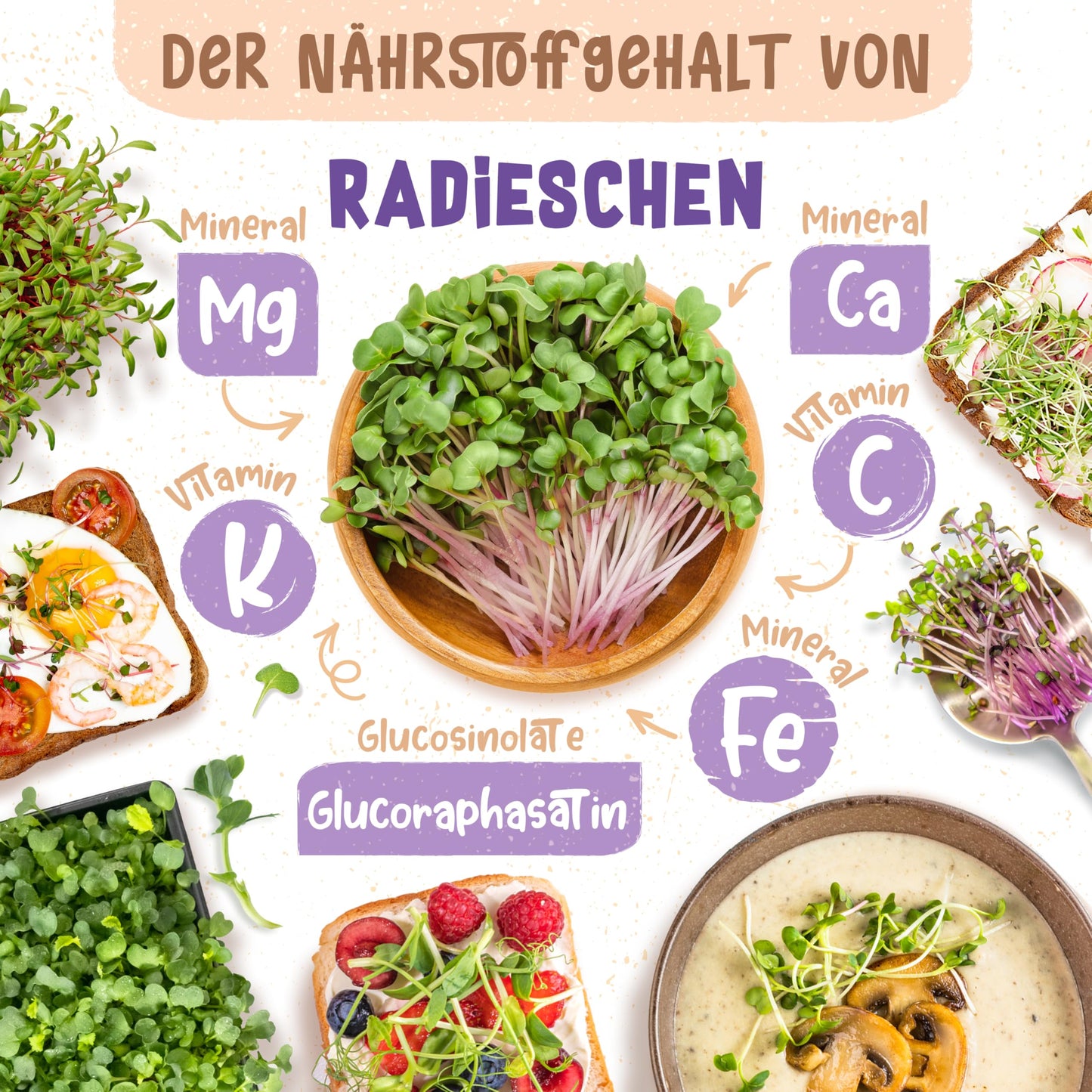 Radish microgreens rich in vitamins K and C, minerals Mg, Ca, Fe, and glucoraphasatin, shown in meals and bowls.