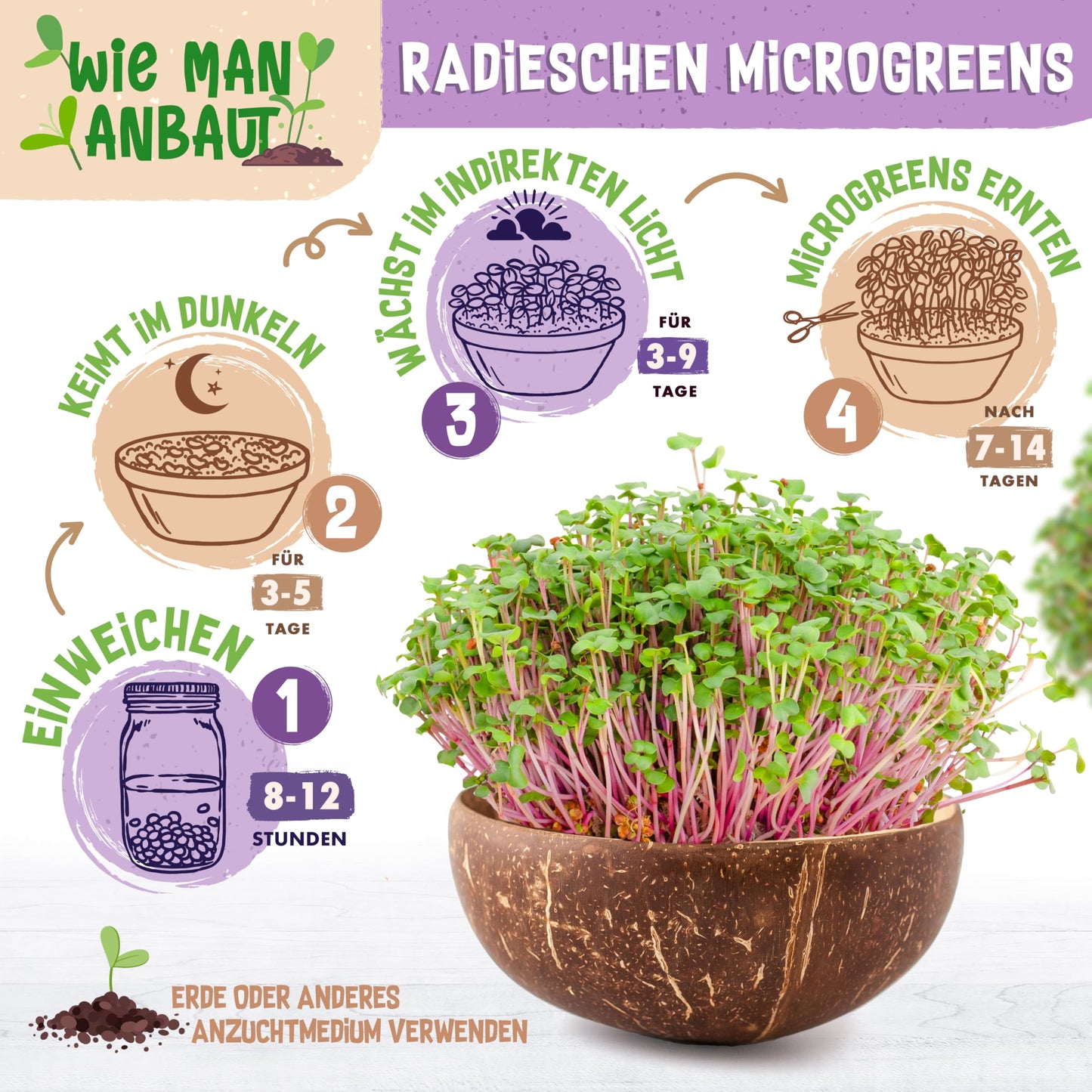 Visual guide to growing radish microgreens with soaking, germination, light exposure, and harvest steps.