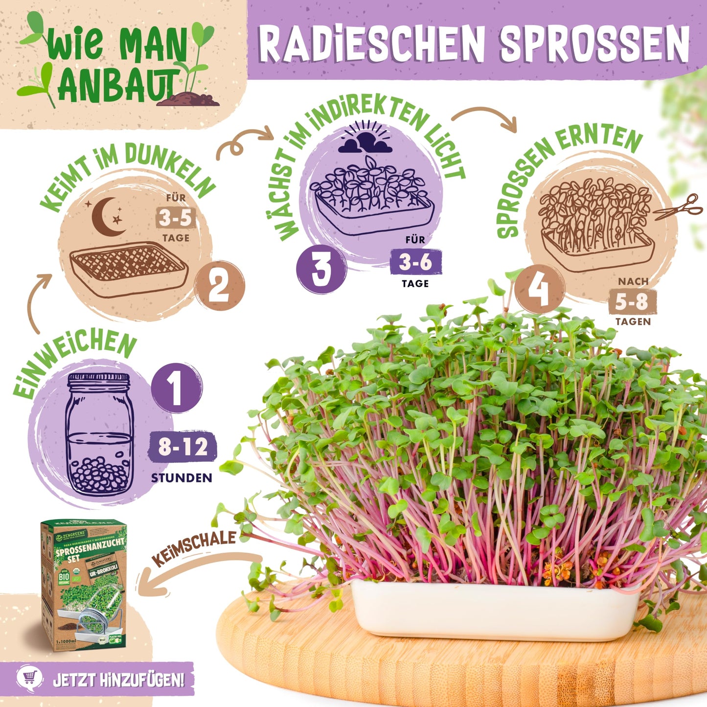 Step-by-step visual guide to growing radish sprouts using a germination tray, from soaking to harvest.