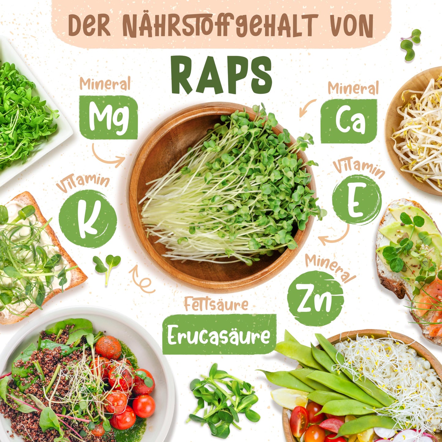 Overview of raps sprouts’ nutrients like magnesium, calcium, vitamin K, and E, with food dishes for context.
