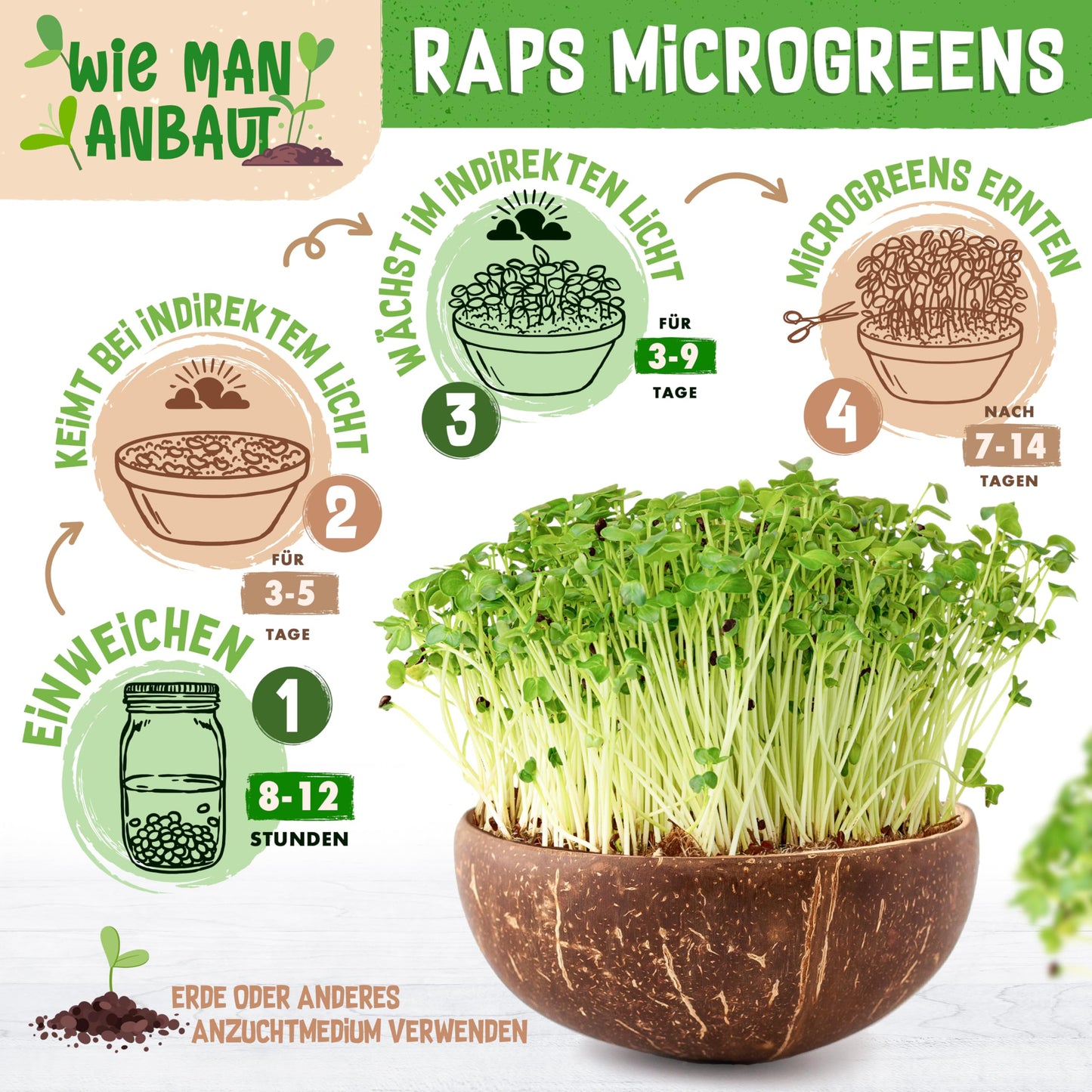 Step-by-step guide to growing rapeseed microgreens in a coconut bowl using indirect light and soil or other medium.