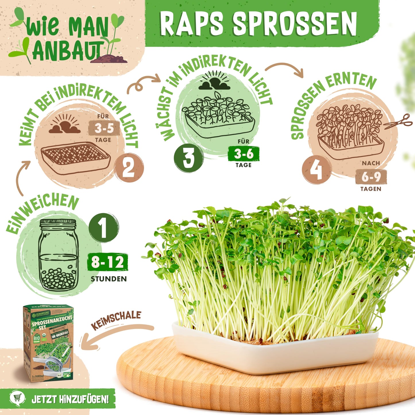 Visual guide showing how to grow rapeseed sprouts in a tray with soaking, germination, and indirect light steps.