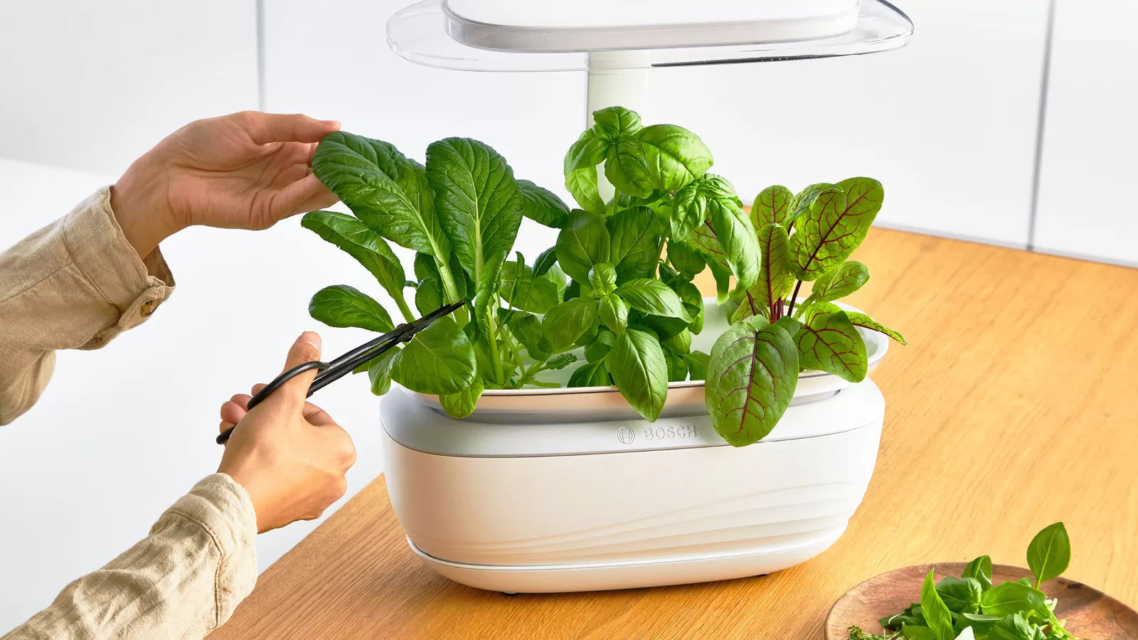 Person harvesting fresh greens from Bosch SmartGrow Life indoor garden on wooden kitchen counter