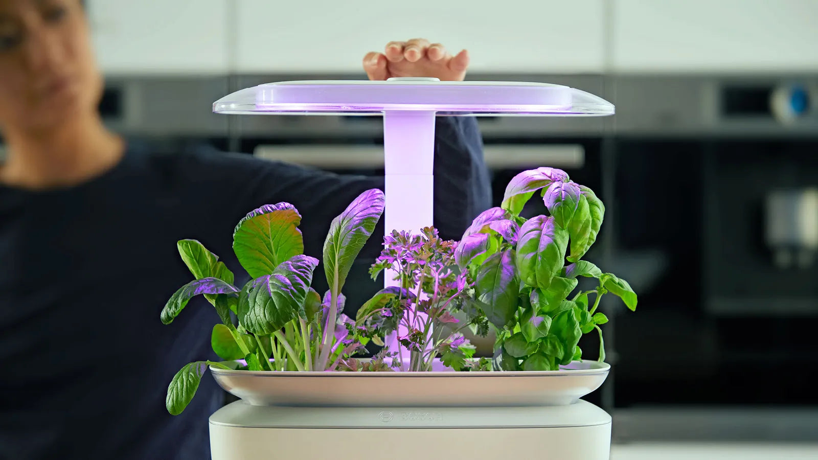 Person adjusting LED light on Bosch SmartGrow Life indoor garden with lush herbs growing inside