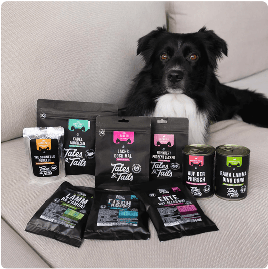 A black and white dog sitting on a sofa next to eco-friendly packaged Tales & Tails dog food products
