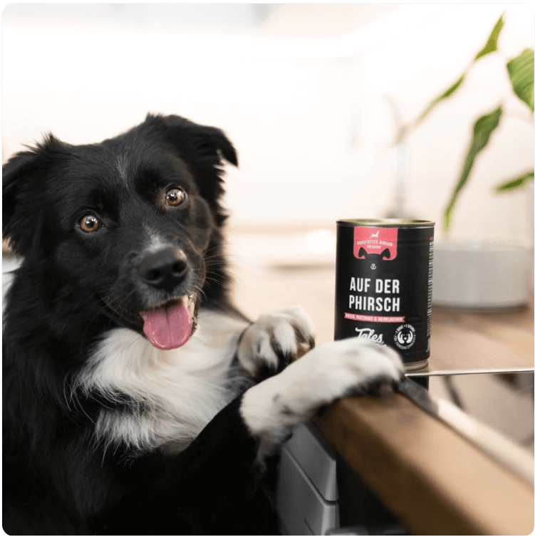Black and white dog next to eco-friendly packaged Tales & Tails box of food