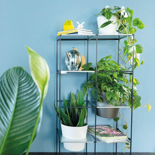 Black metal FILO plant shelf 2x4 with potted greenery, books, and decor against a blue wall