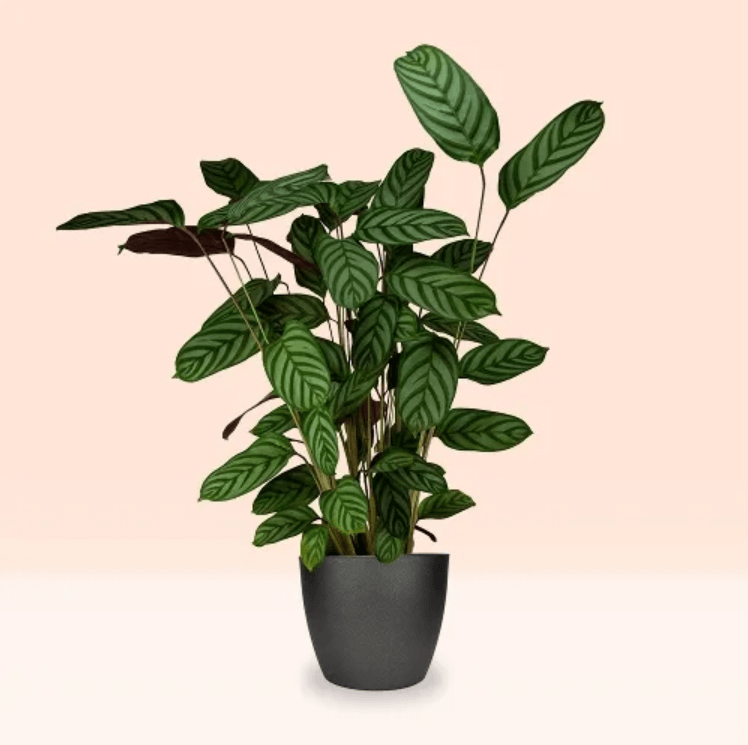 Green Calathea Compactstar plant with striped leaves in a black pot, displayed against a soft beige background.