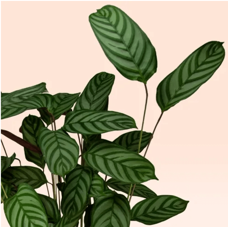 Close up of Green Calathea Compactstar plant with striped leaves, displayed against a soft beige background.