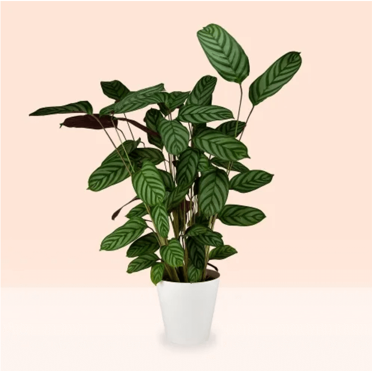 Green Calathea Compactstar plant with striped leaves in a white pot, displayed against a soft beige background.
