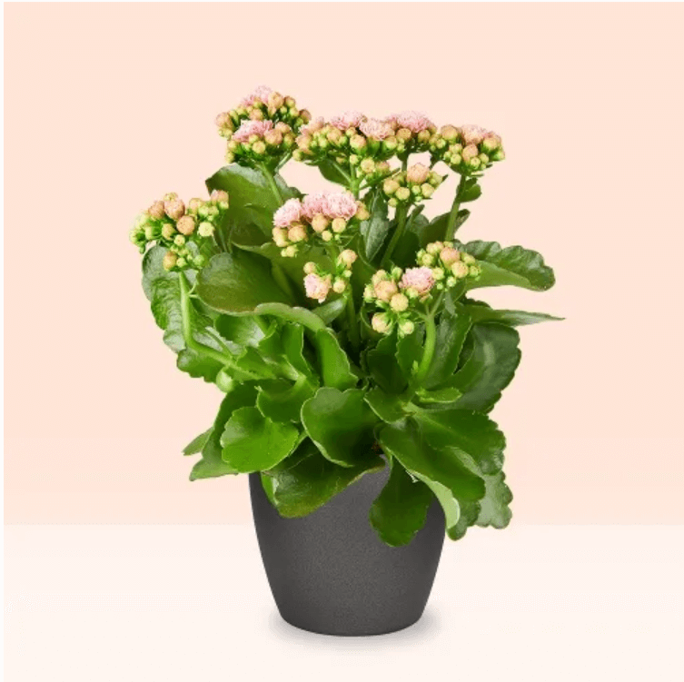 Natural pink Kalanchoe plant with small clustered flowers and green leaves in a black pot against a peach background.