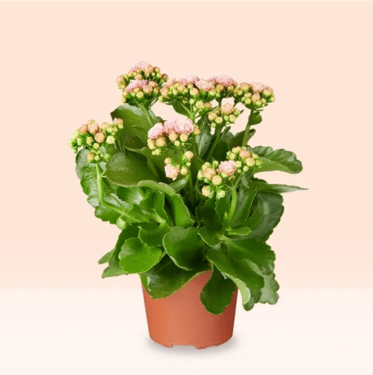 Natural pink Kalanchoe plant with small clustered flowers and green leaves in a brown pot against a peach background.