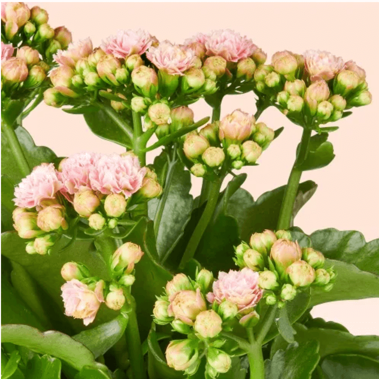 Close up of Natural pink Kalanchoe plant with small clustered flowers and green leaves against a peach background.