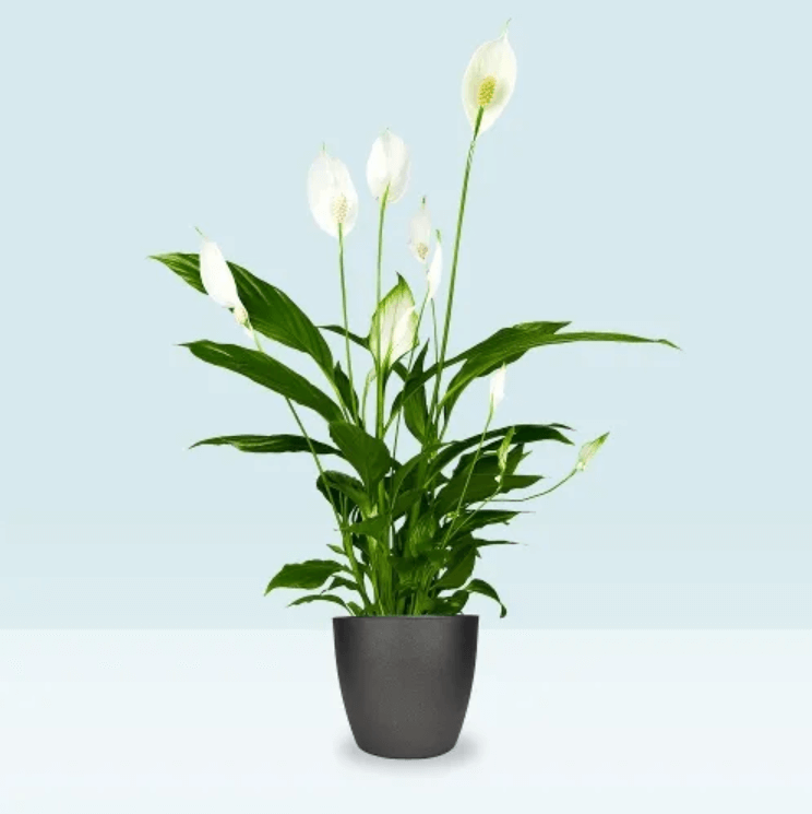 Green Spathiphyllum plant with white flowers in a black pot against a light blue background.