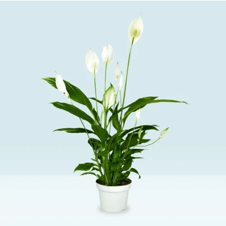 Green Spathiphyllum plant with white flowers in a white pot against a light blue background.