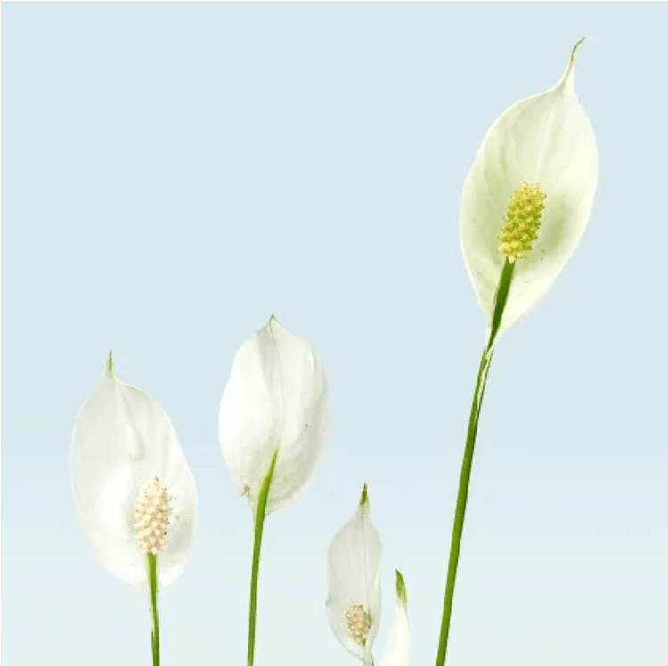 Close up of Green Spathiphyllum plant with white flowers against a light blue background.