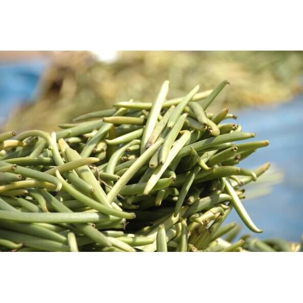Fresh green vanilla pods harvested and stacked, ready for natural drying to produce organic vanilla powder.