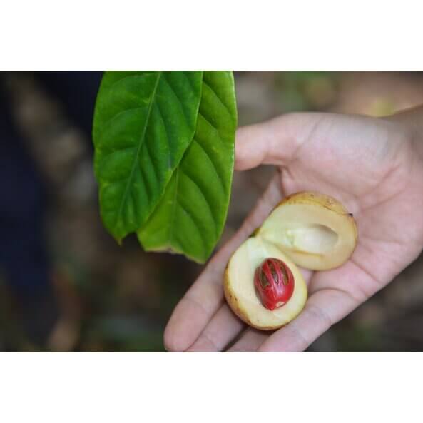 Whole organic nutmeg seed from Sonnentor, displayed naturally, used for seasoning and sustainable cooking.