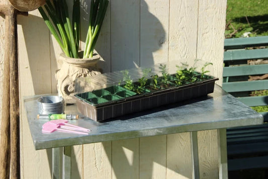 Mini greenhouse on a metal table with seedlings inside, perfect for indoor or windowsill gardening