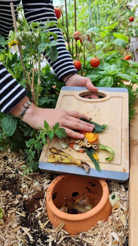 Person adding vegetable scraps into terracotta worm vase composter in raised garden bed among tomato and basil plants