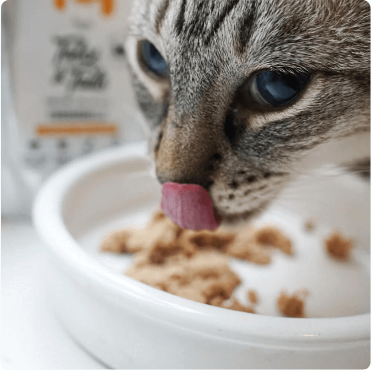 Close-up of tabby cat licking food from white bowl. Tout flavour pouch in background