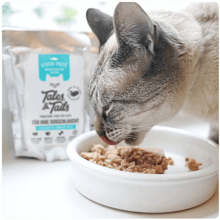 Close-up of tabby cat licking food from white bowl. Cod flavor pouch in background