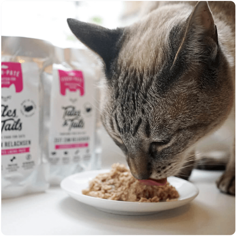 Close-up of tabby cat licking food from white bowl. Salmon flavor pouch in background