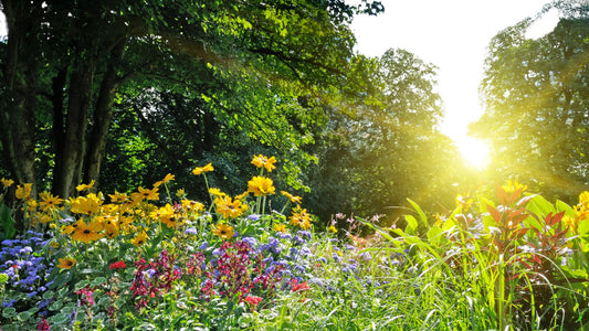 Top 10 Sustainability Tips for Summer