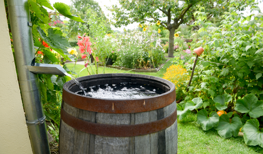 How to Harvest Rainwater for the Best Green Summer Ever