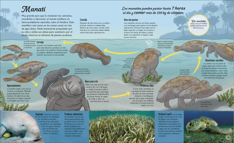 Educational poster about manatees with illustrations and text in Spanish.