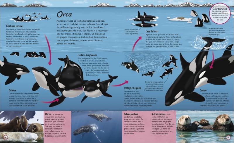 Educational poster about orcas with illustrations and text in Spanish.