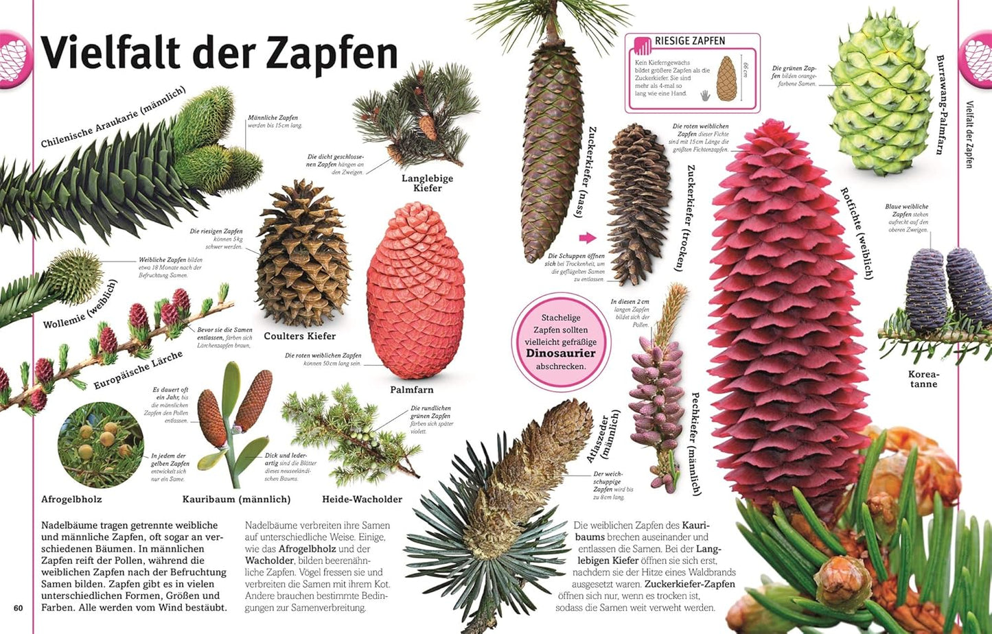 Unsere Welt in 1000 Bildern. Pflanzen: Bäume, Blumen und Gräser. Visuelle Pflanzenkunde anschaulich & kindgerecht erklärt. Für Kinder ab 8 Jahren