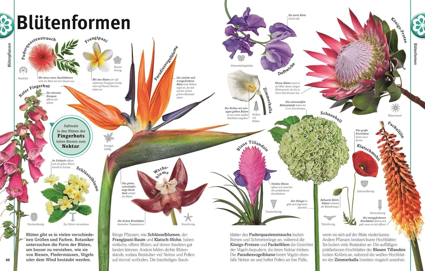 Unsere Welt in 1000 Bildern. Pflanzen: Bäume, Blumen und Gräser. Visuelle Pflanzenkunde anschaulich & kindgerecht erklärt. Für Kinder ab 8 Jahren