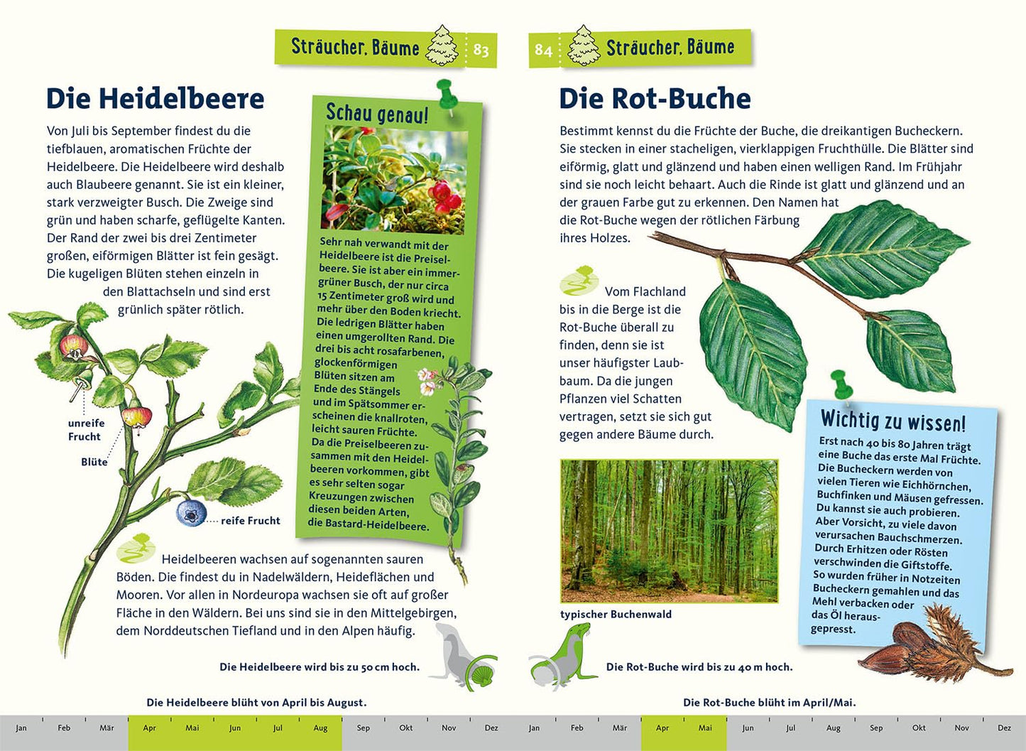 Was lebt im Wald? Kindernaturführer: 85 heimische Tiere und Pflanzen