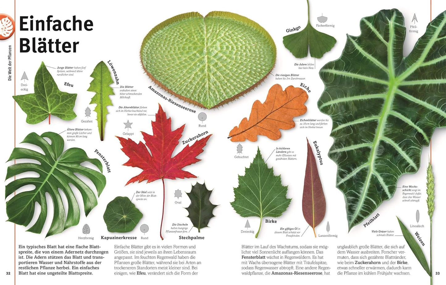Unsere Welt in 1000 Bildern. Pflanzen: Bäume, Blumen und Gräser. Visuelle Pflanzenkunde anschaulich & kindgerecht erklärt. Für Kinder ab 8 Jahren