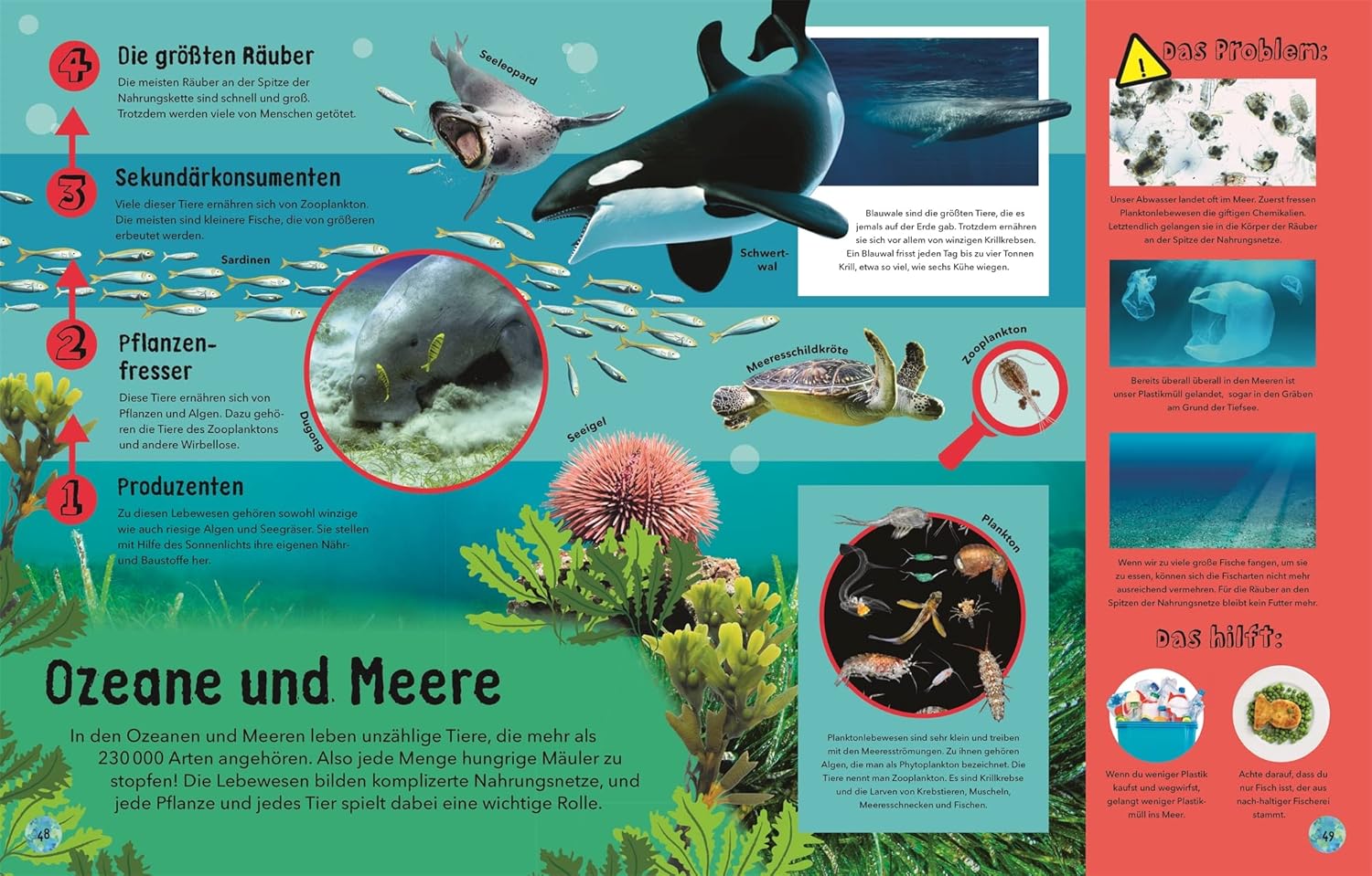 Educational poster about marine life and food chains with images of animals and text.
