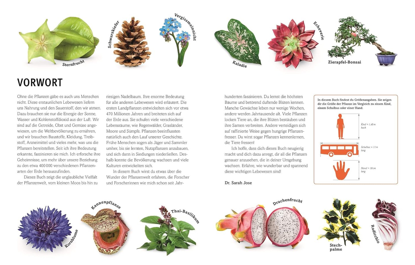 Unsere Welt in 1000 Bildern. Pflanzen: Bäume, Blumen und Gräser. Visuelle Pflanzenkunde anschaulich & kindgerecht erklärt. Für Kinder ab 8 Jahren