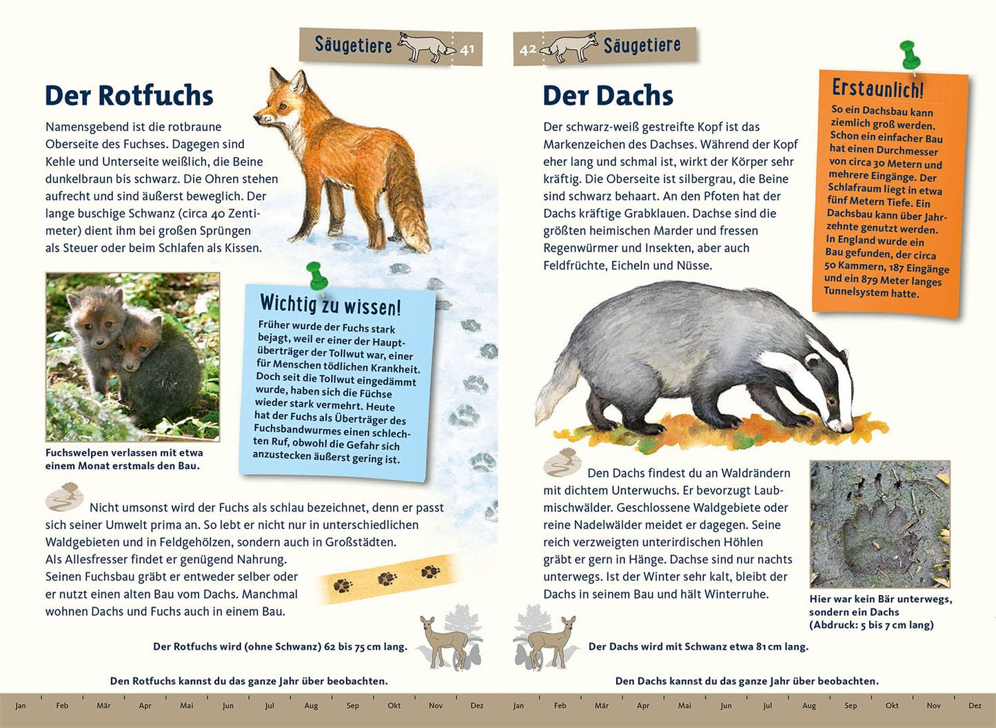 Was lebt im Wald? Kindernaturführer: 85 heimische Tiere und Pflanzen