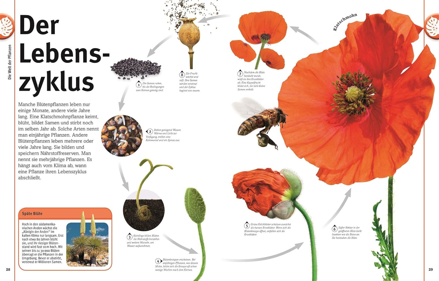 Unsere Welt in 1000 Bildern. Pflanzen: Bäume, Blumen und Gräser. Visuelle Pflanzenkunde anschaulich & kindgerecht erklärt. Für Kinder ab 8 Jahren