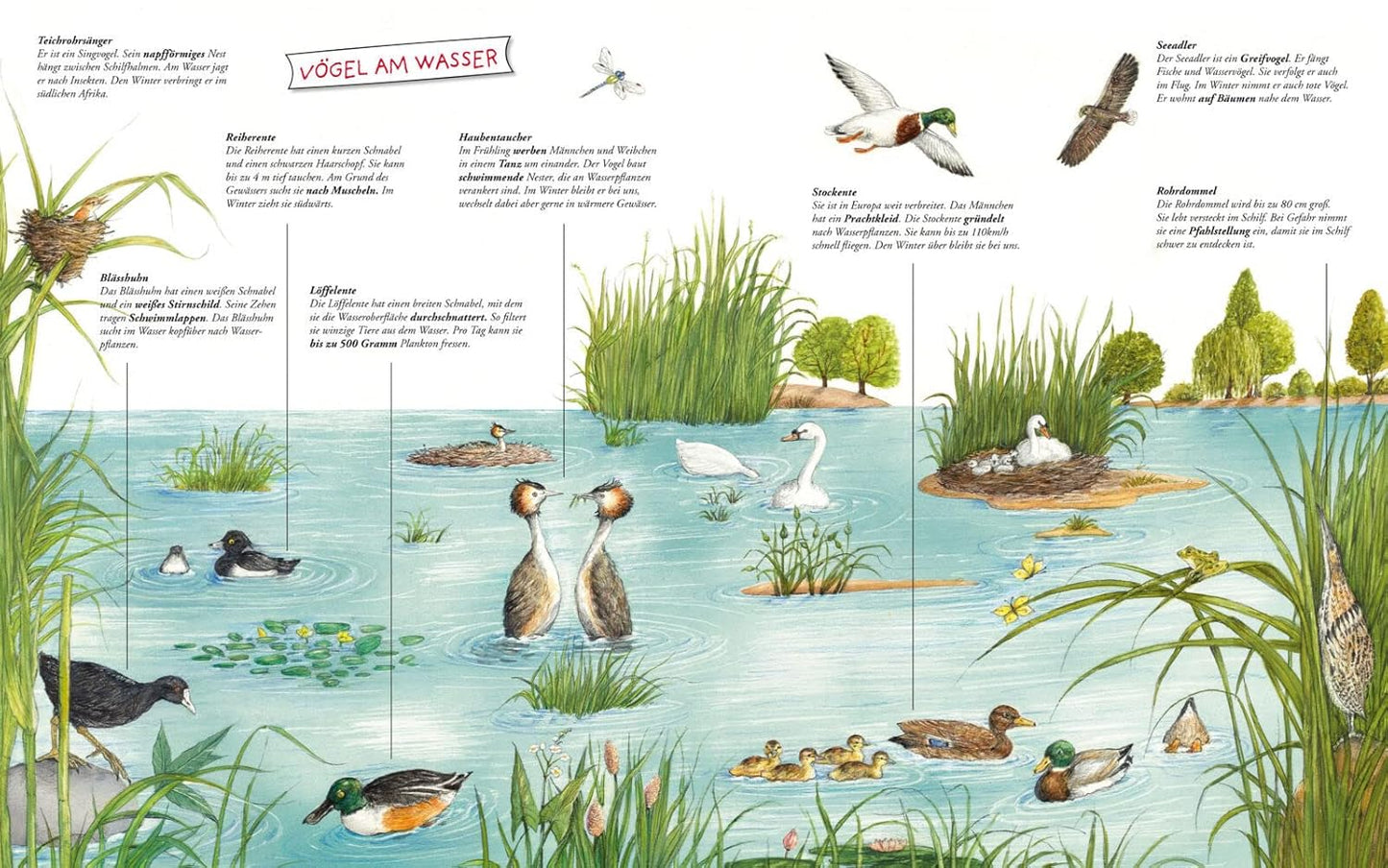 Illustration of birds near water with text labels in German