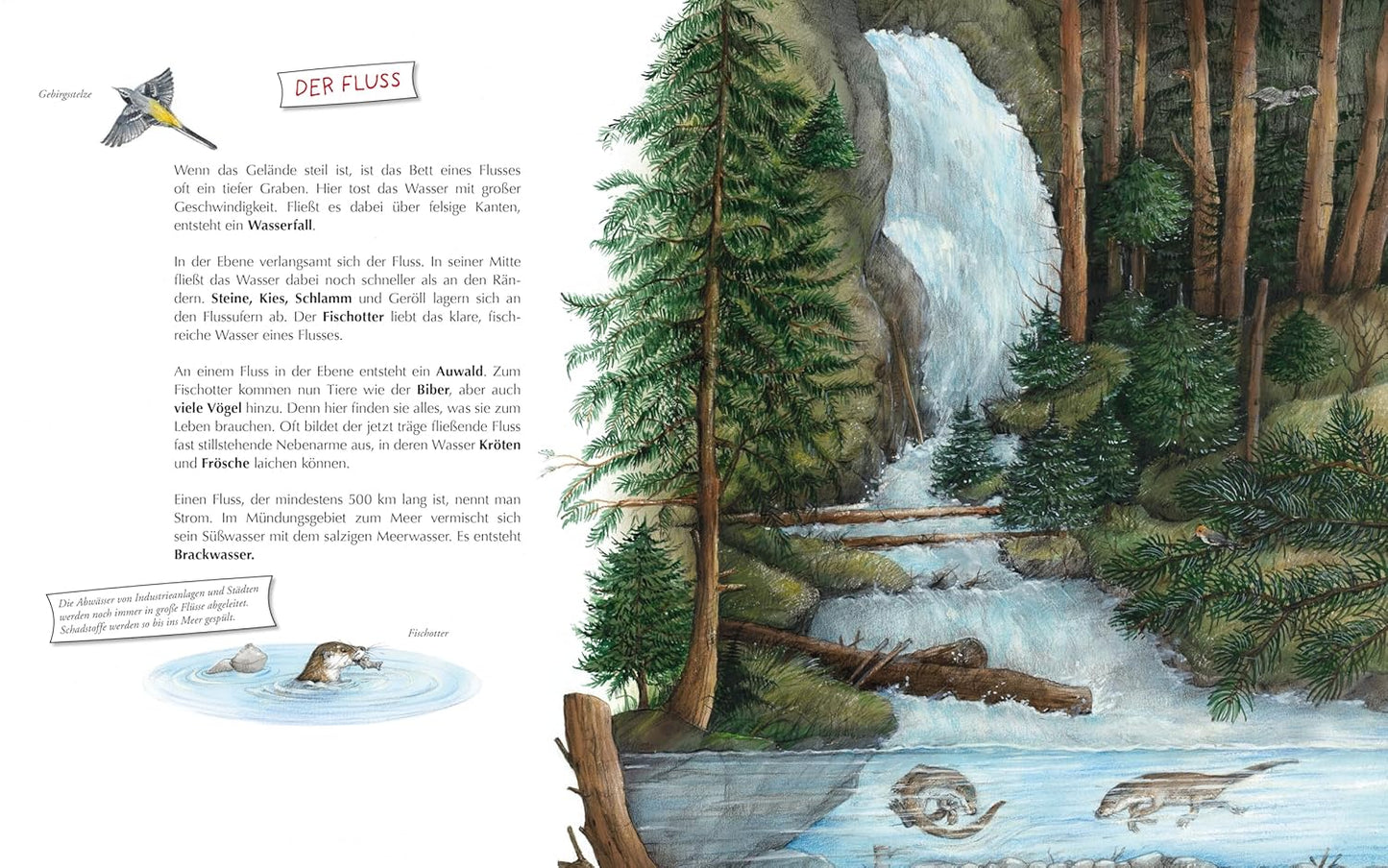 Komm mit zum Wasser!: Tiere und Pflanzen von der Quelle bis zum Meer